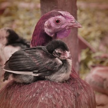 how to manage poultry farm effectively