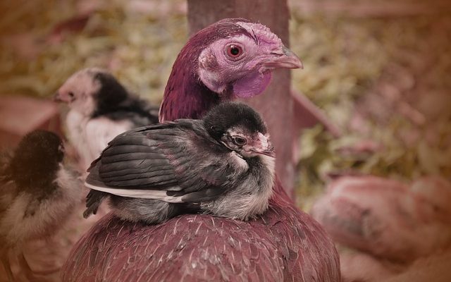 how to manage poultry farm effectively