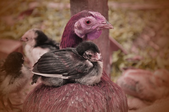 Care and Management of Poultry Birds how to manage poultry farm effectively
