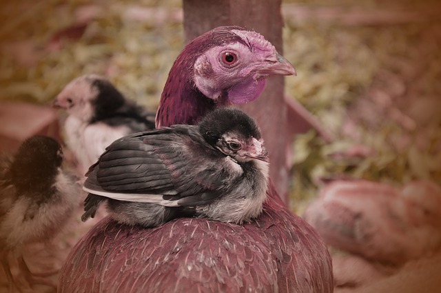 how to manage poultry farm effectively