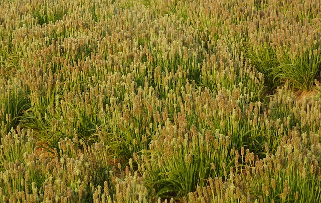 where psyllium husk plant is grown