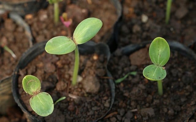 Stages of seed germination and processes
