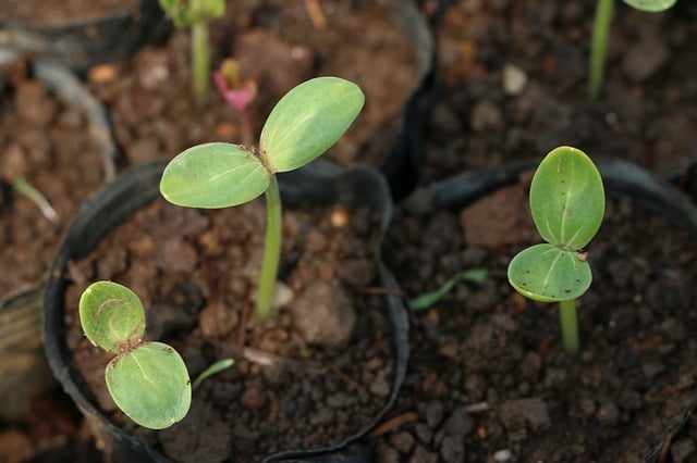 Stages of seed germination and processes