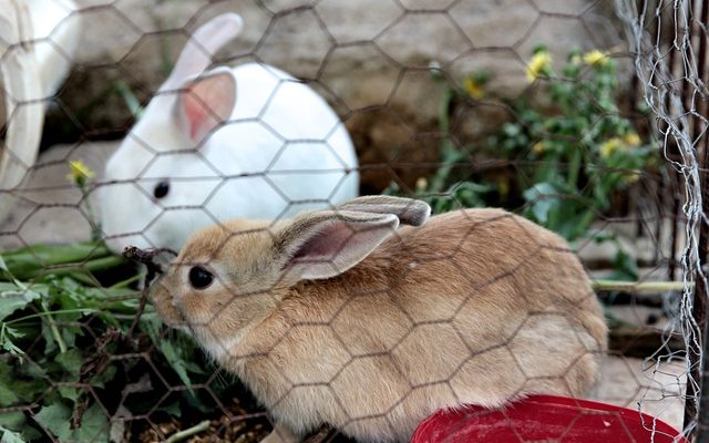 How to care for baby bunnies