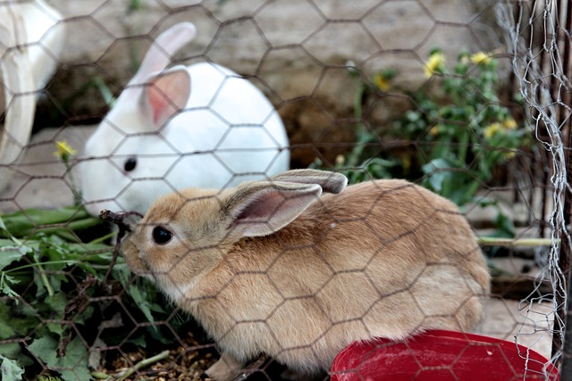 How to care for baby bunnies