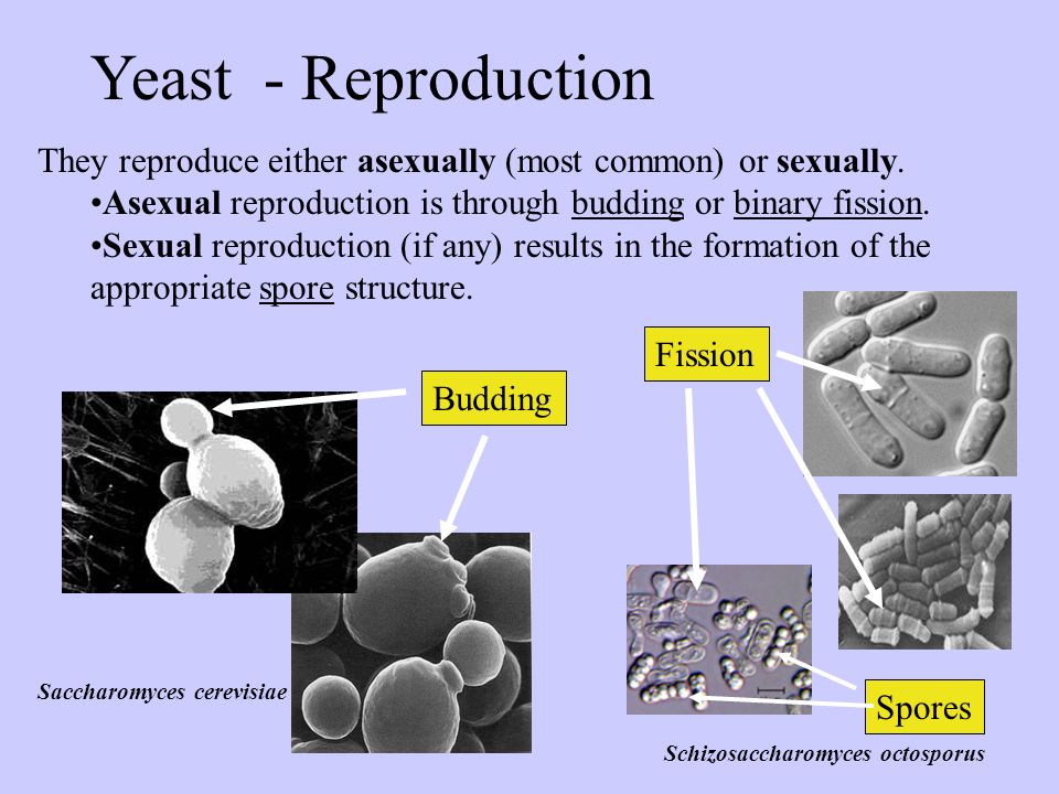 How yeast reproduce