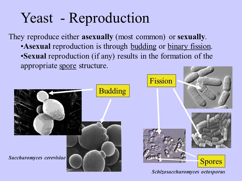 How Yeast Reproduce Sexually And Asexually FarmPally How Yeast Reproduce Sexually And Asexually FarmPally