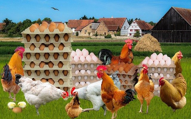 Causes of low egg production in commercial layer chicken