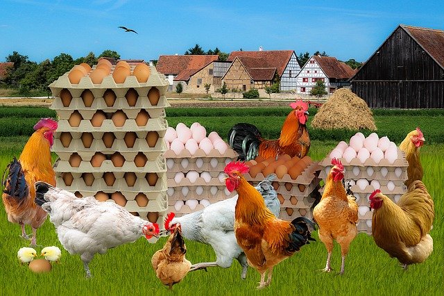 Causes of low egg production in commercial layer chicken 