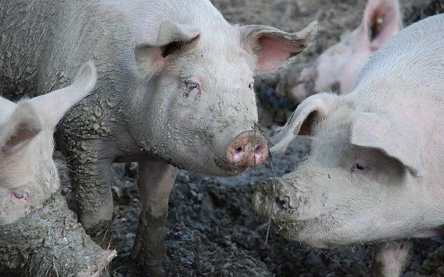 Erysipelas in Pigs, causes and treatment
