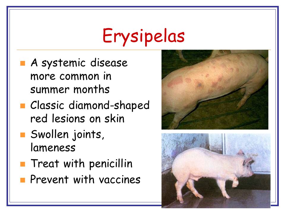 causes and symptoms of Erysipelas in pigs