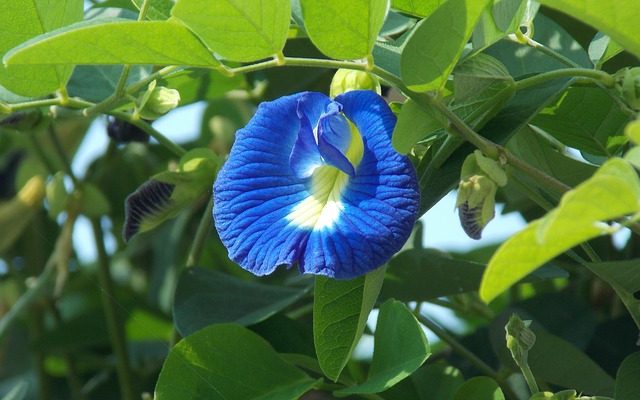 Clitoria ternatea flower structure and properties