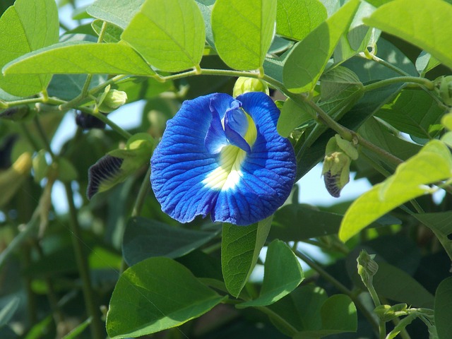 Clitoria ternatea flower structure and properties