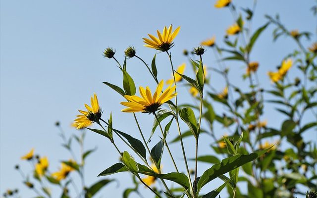 Jerusalem artichoke flower and tuber benefits
