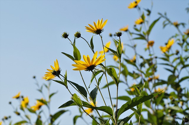 Jerusalem artichoke flower and tuber benefits