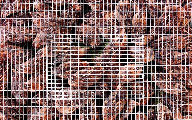 Problems of poultry chicken and their solutions