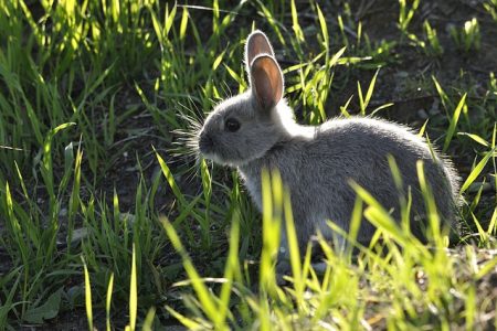 Rabbit foods, vegetables and fruits
