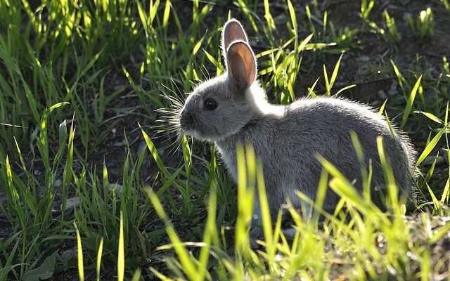 Rabbit foods, vegetables and fruits