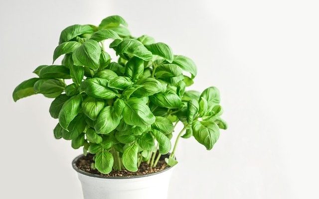How to make basil grow fast, harvest and store it