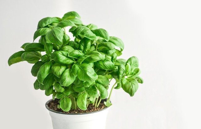 How to make basil grow fast, harvest and store it