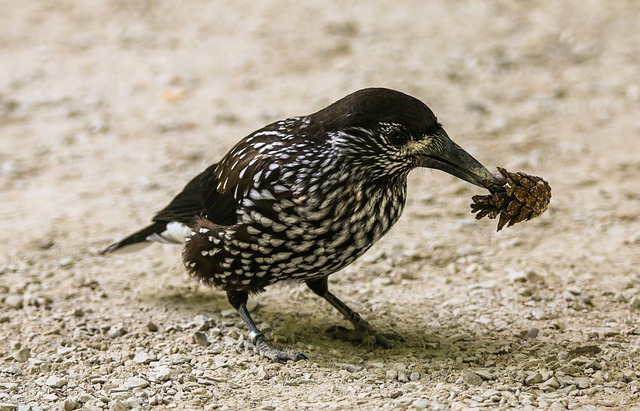 Animal agent of fruit and seed dispersal