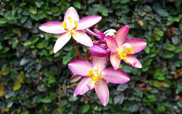 ground orchid description and plant biology