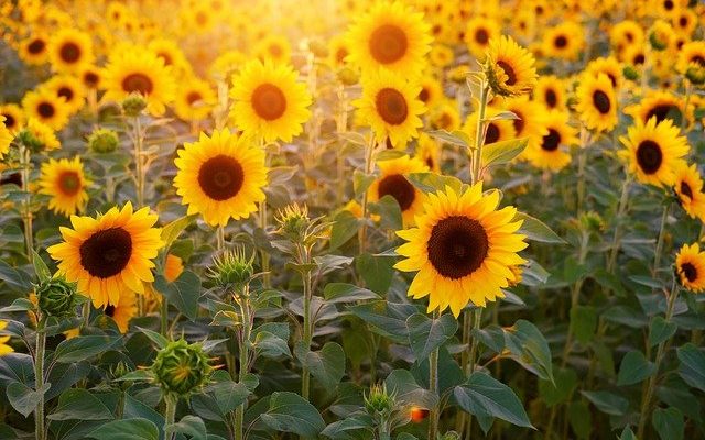Sunflower pollination and reproduction