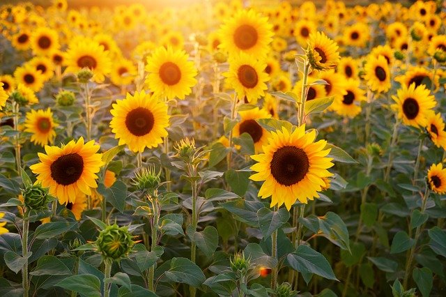 Sunflower pollination and reproduction