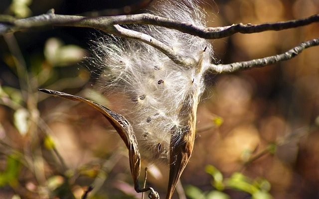 Methods of fruit and seed dispersal