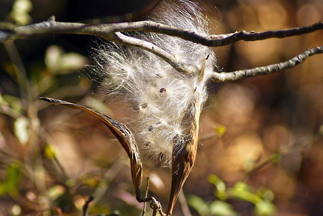 Methods of fruit and seed dispersal