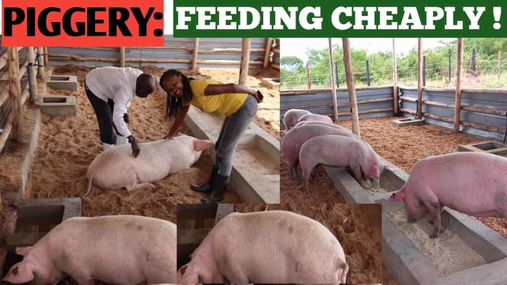 Swine feeding guide