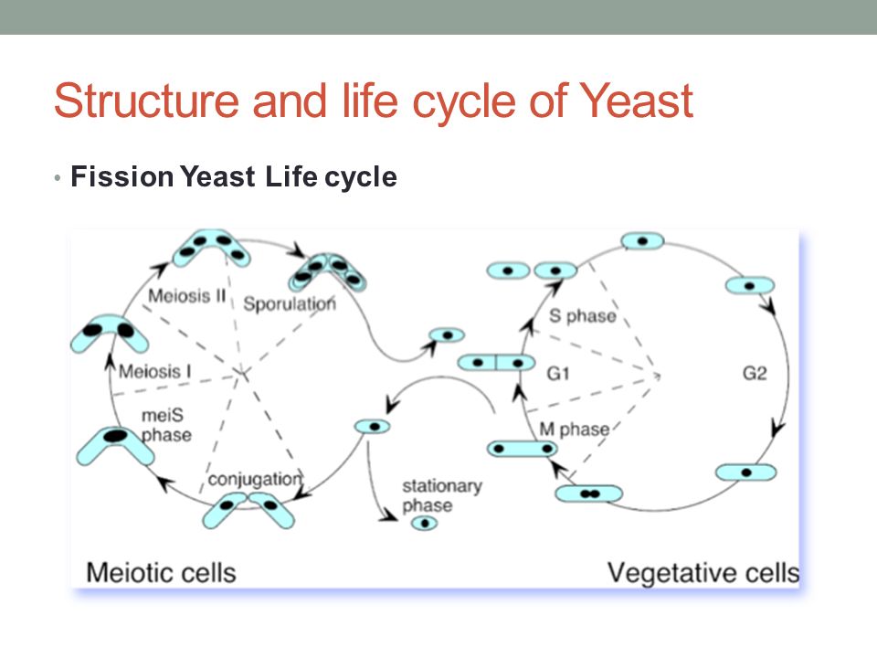 Yeast cell parts, function and mode of life