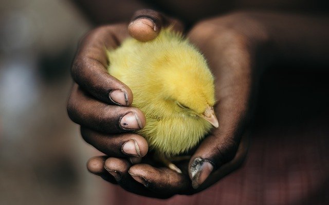 Factors to consider before buying day old chicks