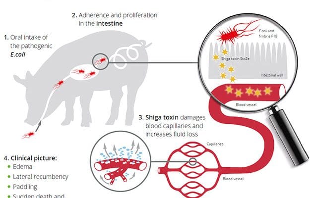 Treatment of Malignant Oedema in swine