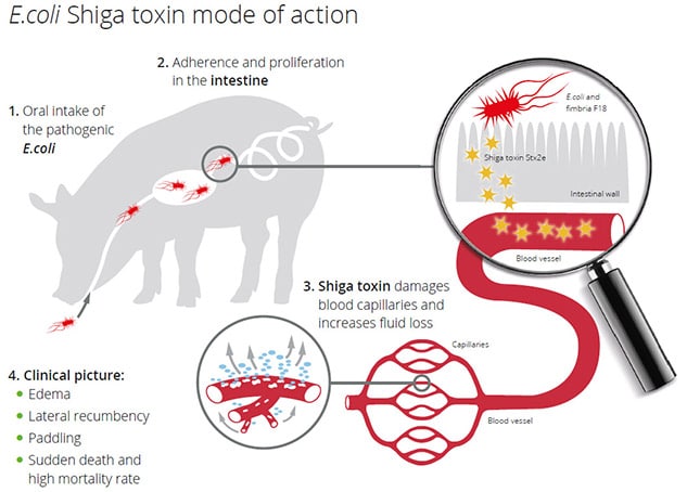 Treatment of Malignant Oedema in swine