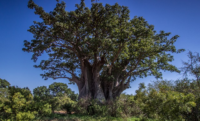 Baobab tree of Life and its nature