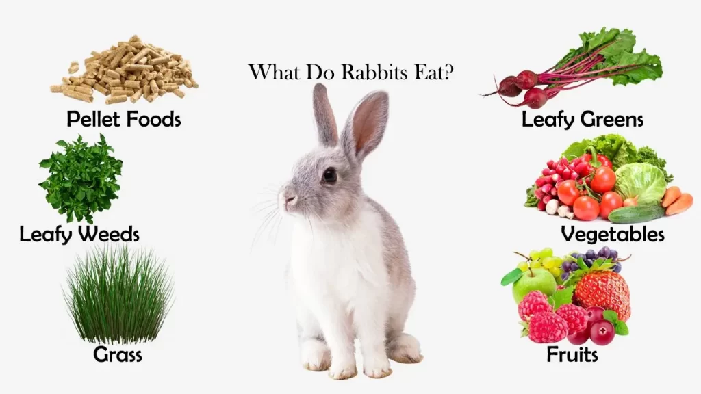 What rabbits can eat and drink