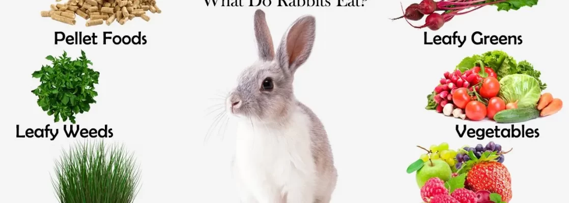 What rabbits can eat and drink