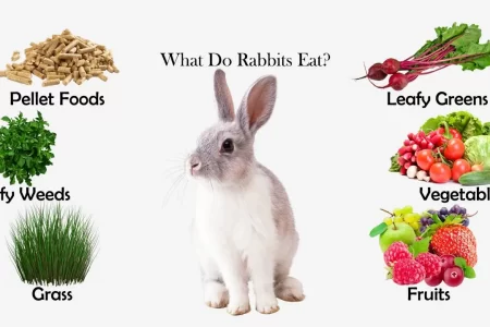 What rabbits can eat and drink