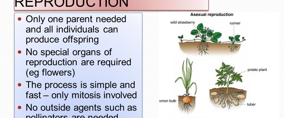 Asexual reproduction in plants and its advantages
