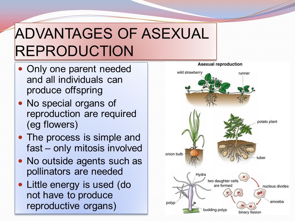 Asexual reproduction in plants and its advantages