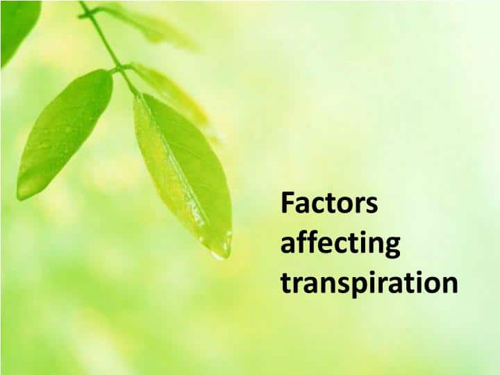 Factors responsible for transpiration in plants