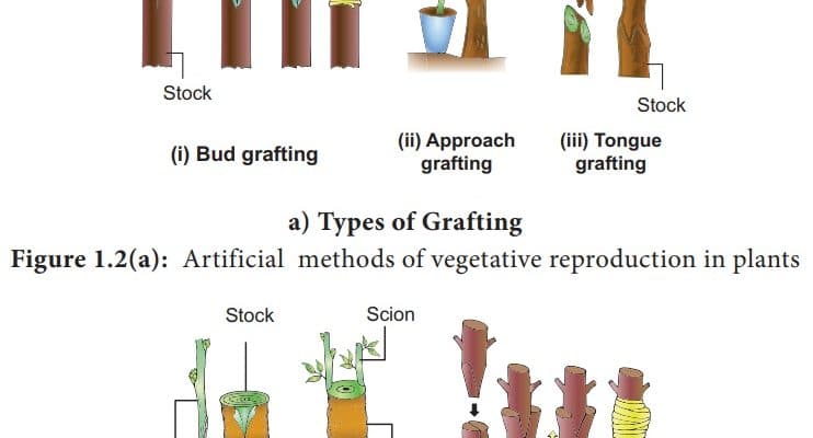 How artificial vegetative propagation is done