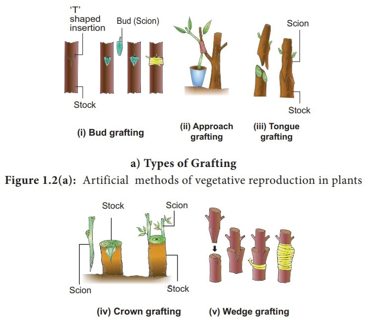 How artificial vegetative propagation is done