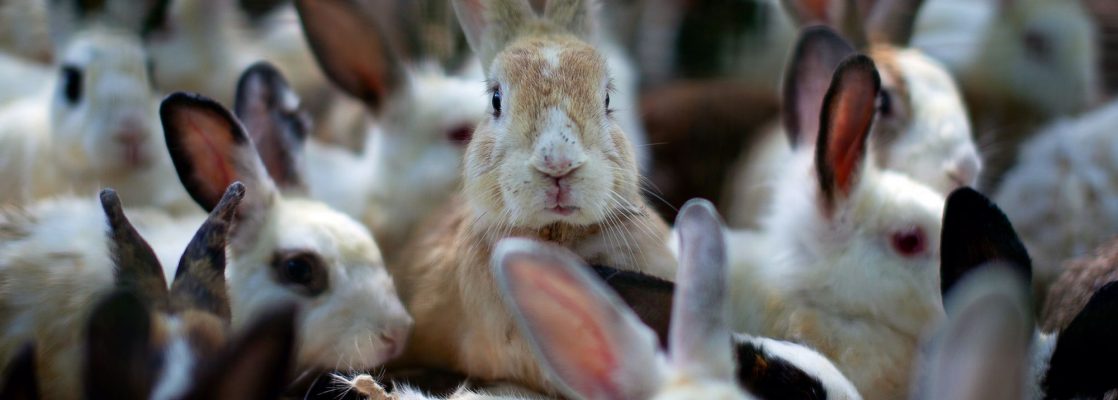 Factors to consider when selecting rabbits for breeding