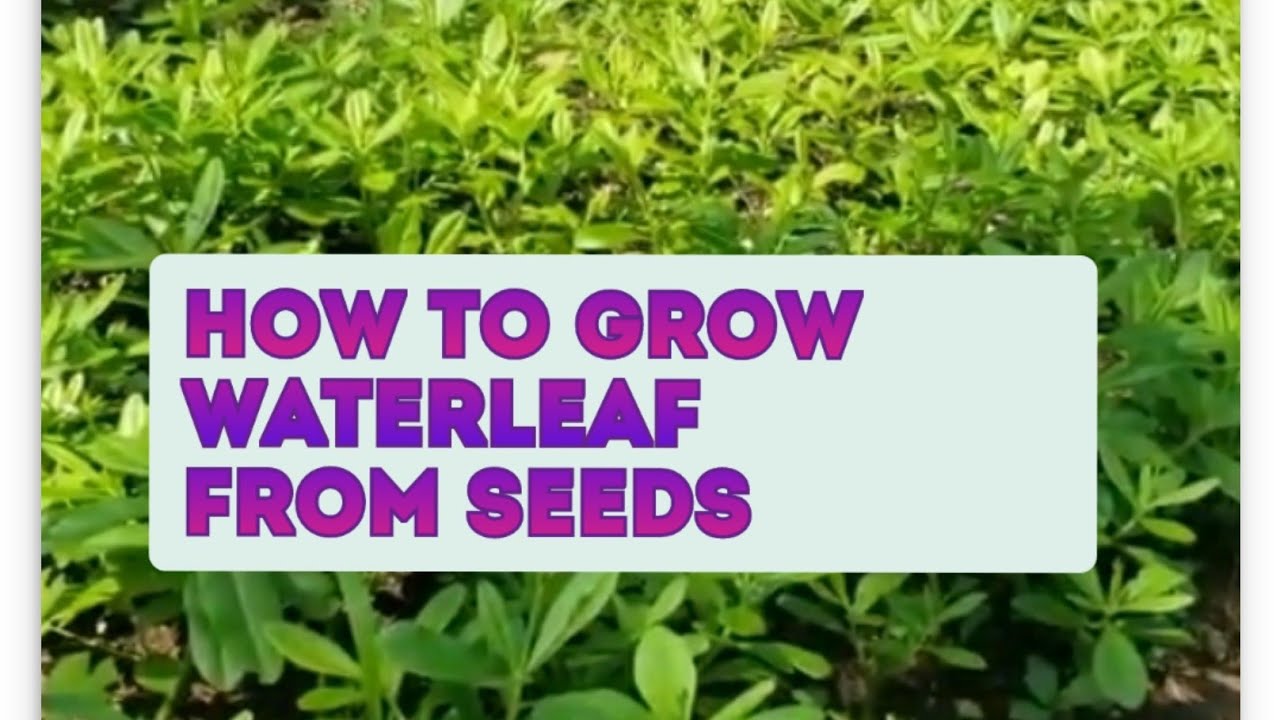 Waterleaf Cultivation, Uses And Benefits