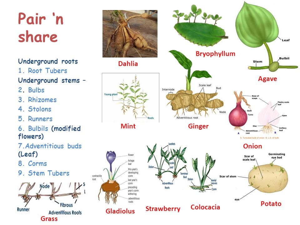 Meaning of natural vegetative propagation