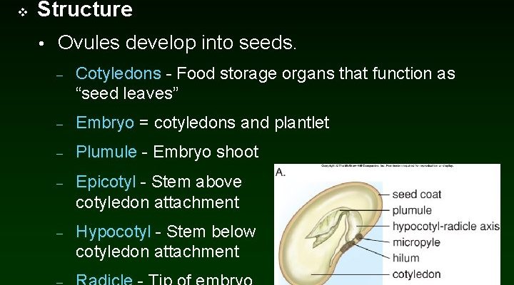 Parts of seeds and their functions