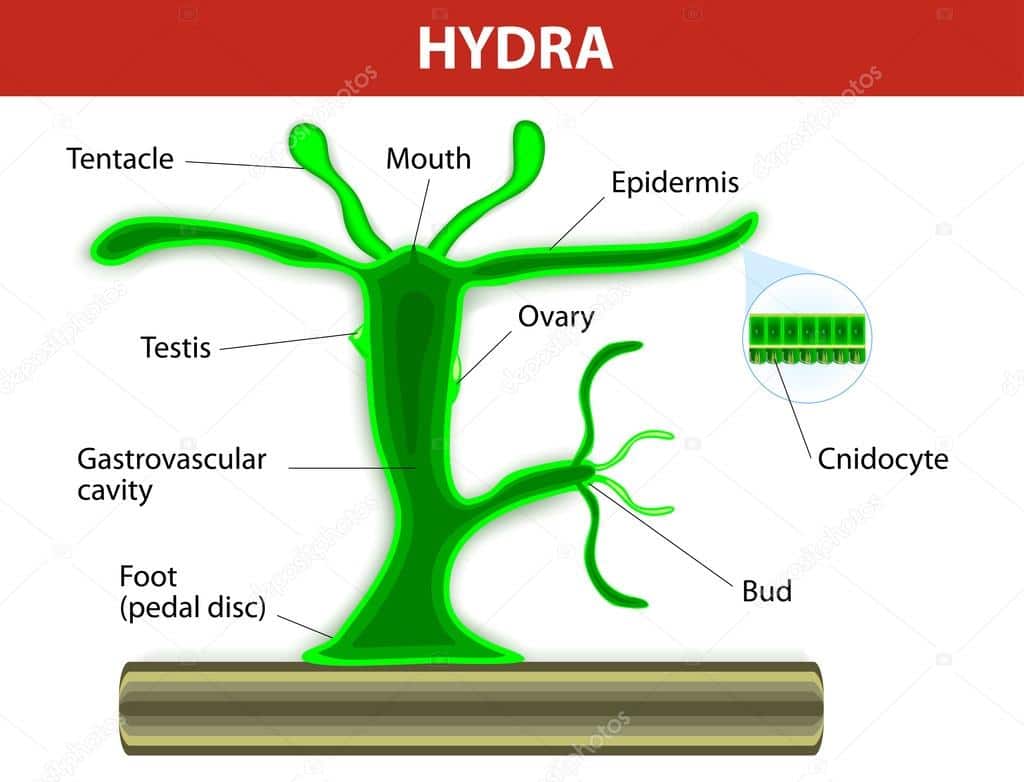 Parts of hydra plant and structures