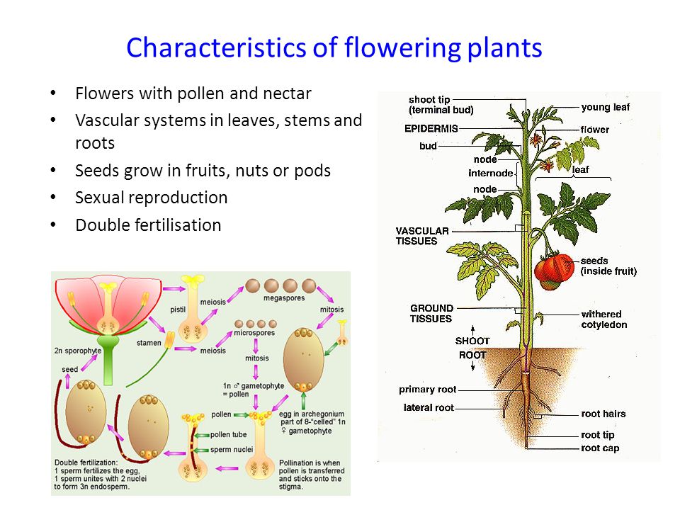 Features and parts of flowering plants